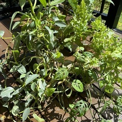 観葉植物セット