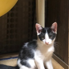 子猫の飼い主さん募集
