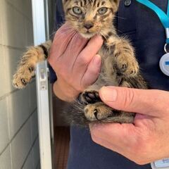 【野良子猫】推定２ヶ月未満のキジトラ男の子　