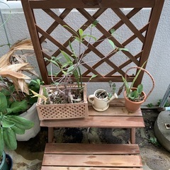 観葉植物｜どれでも0円でお譲りします。の画像