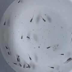 深海メダカ10匹②（水草おまけ有）の画像