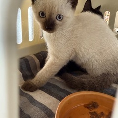 至急 とても可愛い 子猫ちゃん  約2ヶ月