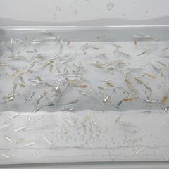 めだか 黒カブキメダカ 若魚 無選別 10匹セット