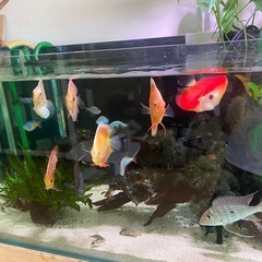 120センチ水槽フルセットの画像