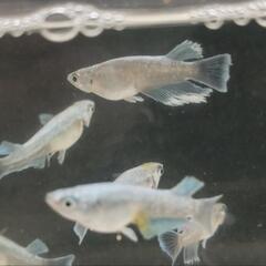 エメキン☆現物☆種親候補マリアージュエメラルドキッシングワイドフィンメダカの画像