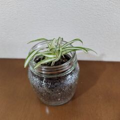 オリヅルラン　植物　観葉植物