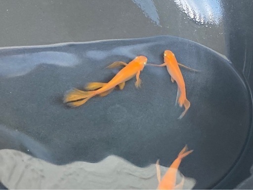 プロミネンス メダカ若魚20匹