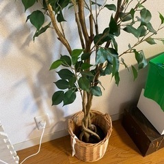 フェイクグリーン　ニトリ　フィカス　✳︎お取引中✳︎の画像