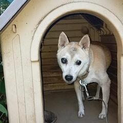 今、トライアル中⚠️⚠️里親急ぎで探してます。豆柴犬オス9歳🐶🐶🐶 - 犬