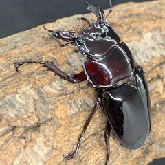 赤レギウスオオツヤクワガタ　♂単品