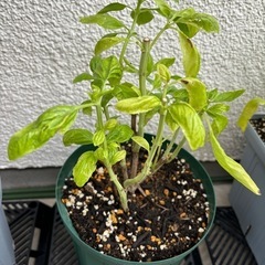 【家庭菜園】スイートバジル　鉢植え　スリット鉢6号