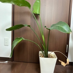 ストレリチア　オーガスタ