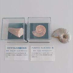 化石（本物）アンモナイト2つ モササウルスの歯