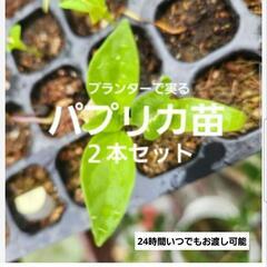 オレンジパプリカ　プランター用パプリカ苗　ピーマン　野菜苗