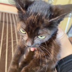 サビ猫　推定2ヶ月　女の子
