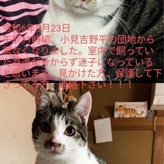 ‼️探しいます‼️ 名前はゾロです‼️