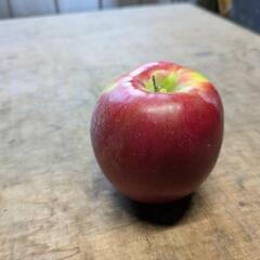 紅玉（加工用）値下げしました！の画像