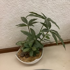 フェイクグリーンの画像