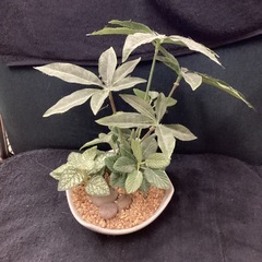 フェイクグリーンの画像