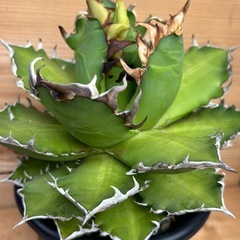 アガベ　レッドキャットウィーズルの画像