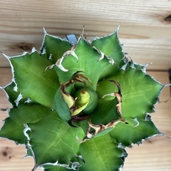 アガベ　レッドキャットウィーズルの画像