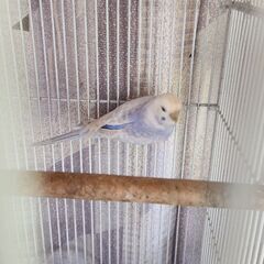 セキセイインコのライラックです - 秋田市