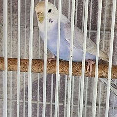 セキセイインコのライラックです