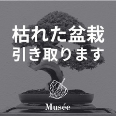 枯れた盆栽引き取ります。