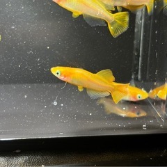 ヒカリ体系メダカ　【プラチナ牡丹】1ペア〜の画像