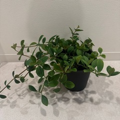 観葉植物　鉢付き！ペペロミア