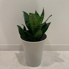 観葉植物　鉢付き！サンスベリア
