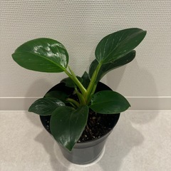 観葉植物　鉢付き！フィロデンドロン