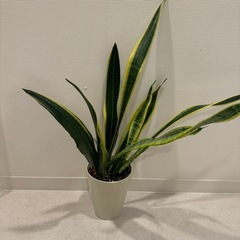 観葉植物　鉢付き！サンスベリア