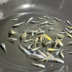 評価用です。
