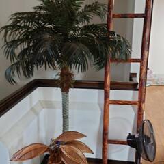 竹製はしご　照明　インテリア植物の画像