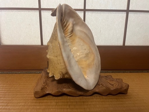 【GO-213】トウカムリガイ 貝殻 置物 オブジェ 鑑賞 工芸品