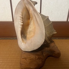 【GO-213】トウカムリガイ 貝殻 置物 オブジェ 鑑賞 工芸品の画像