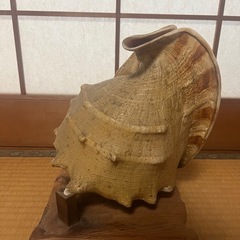 【GO-213】トウカムリガイ 貝殻 置物 オブジェ 鑑賞 工芸品の画像