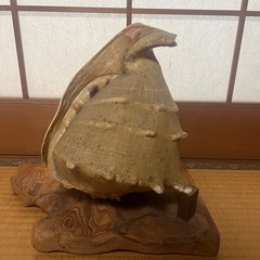【GO-213】トウカムリガイ 貝殻 置物 オブジェ 鑑賞 工芸品の画像