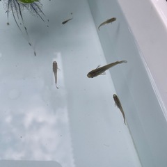 黒メダカ9匹１６の画像