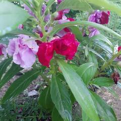 ガーデニング　植物　花　ホウセンカ　鳳仙花　苗の画像