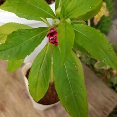 ガーデニング　植物　花　ホウセンカ　鳳仙花　苗の画像