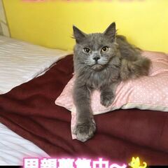 10/6(日)譲渡会。生後3ヵ月ラガマフィン♂ブルー(⋈◍＞◡＜...