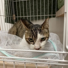 自宅の庭で保護しました。飼い主さんを探しています！