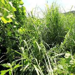 荒れた農地を開拓して一緒に農業を始めませんか？