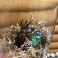 ミヤマクワガタ　オス　1匹　クワガタ　カブトムシ
