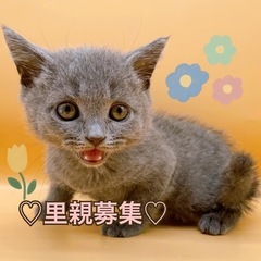 【里親募集🙇‍♀️】ブリティッシュショートヘア　ブルーの男の子
