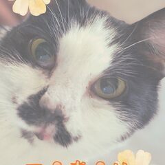 9/28土曜日　大人猫だけの譲渡会in溝の口駅