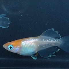 【発送可】極上 ハイビスカス メダカ 若魚
