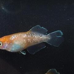 【発送可】極上 ハイビスカス メダカ 若魚の画像